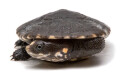 Chelodina gunaleni small form juvenil